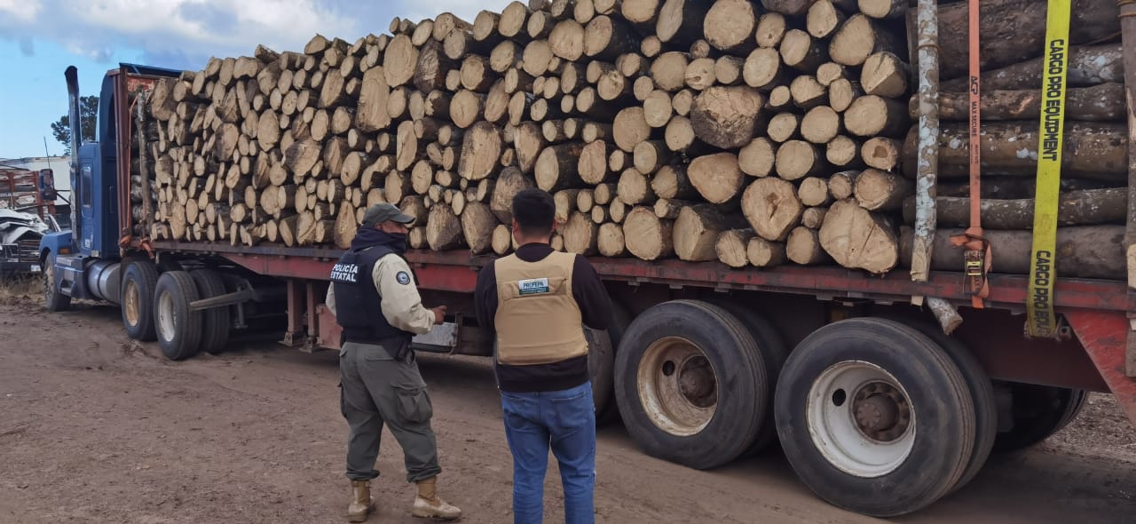Profepa confisca 120.031m³ de madera talada ilegalmente de la Malinche