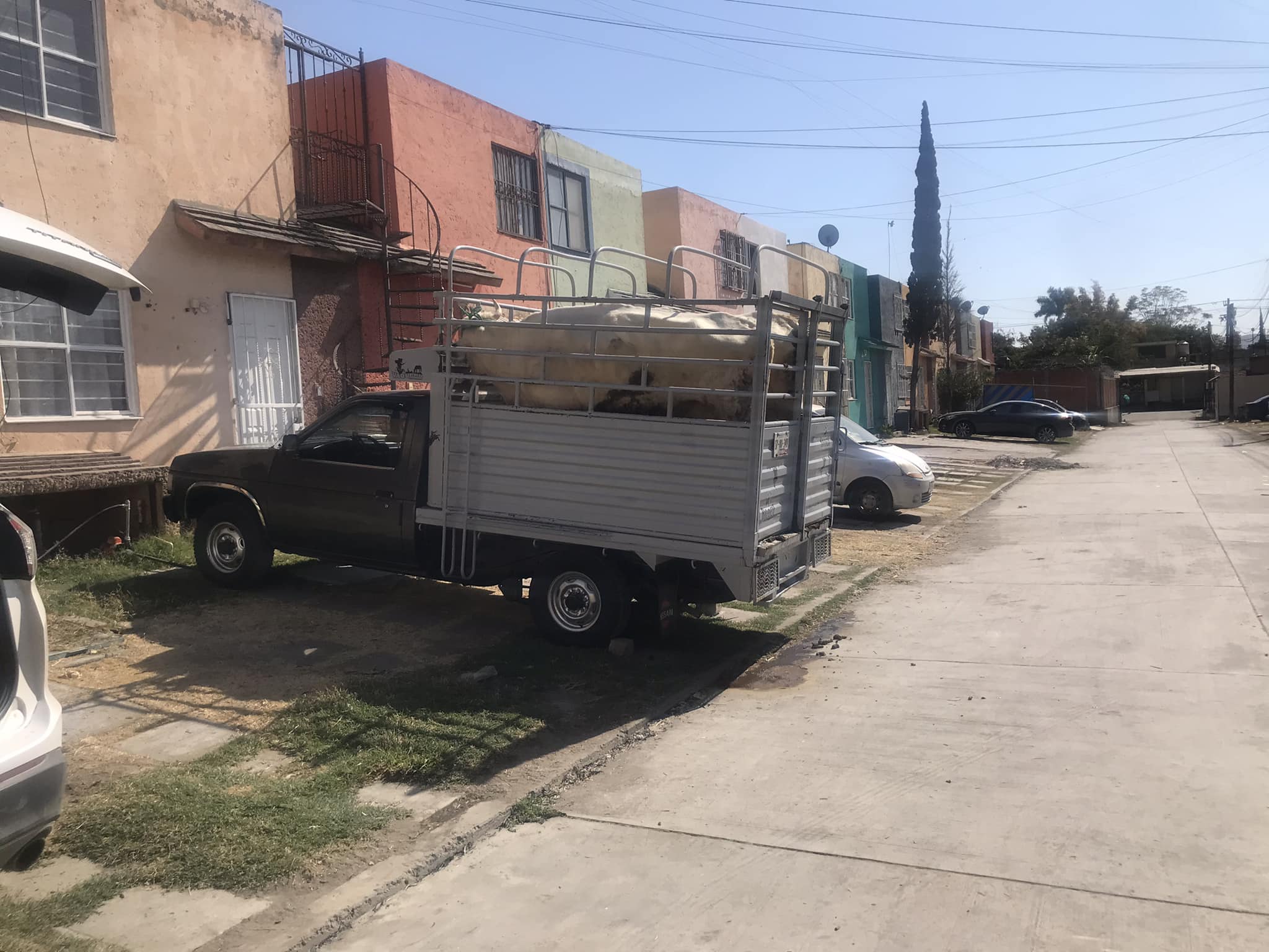 Abandonan camioneta con ganado en fraccionamiento de Izúcar