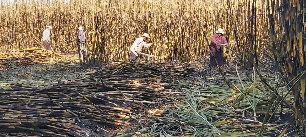 En Izúcar CNC celebrará el Día del campesino con evento nacional