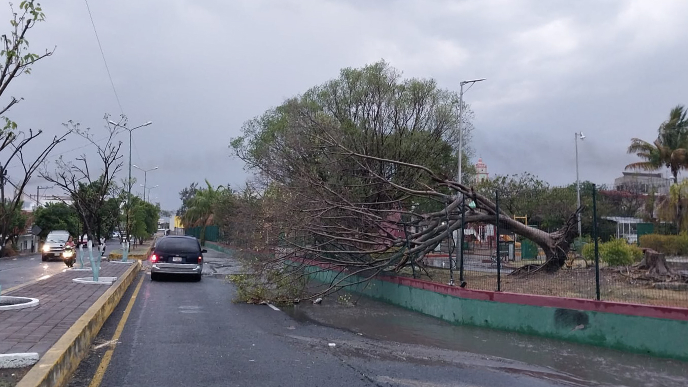 Ráfagas de viento tiran árbol en Villa de Atencingo en Chietla