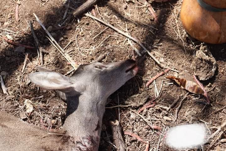 Denuncian caza furtiva de venados cola blanca en Jolalpan  