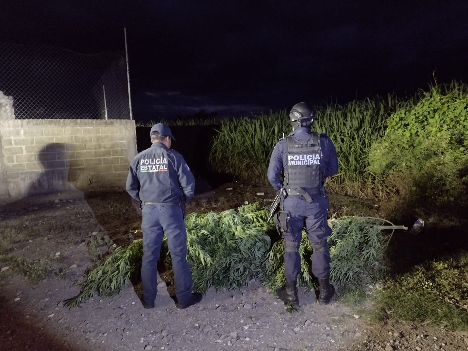 Incautan plantío de marihuana en Izúcar  