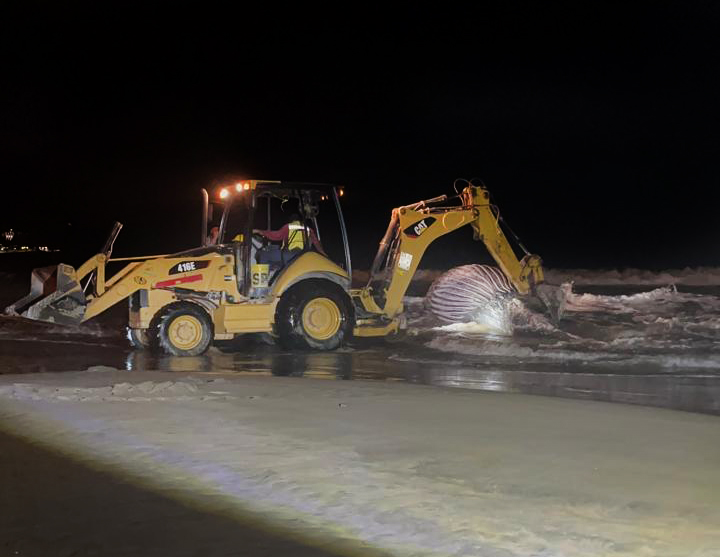 FOTOS Ballena jorobada muere varada en Mazatlán