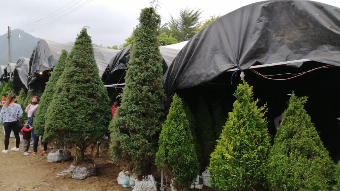 Repuntan ventas de árboles de navidad en Tenango de las Flores