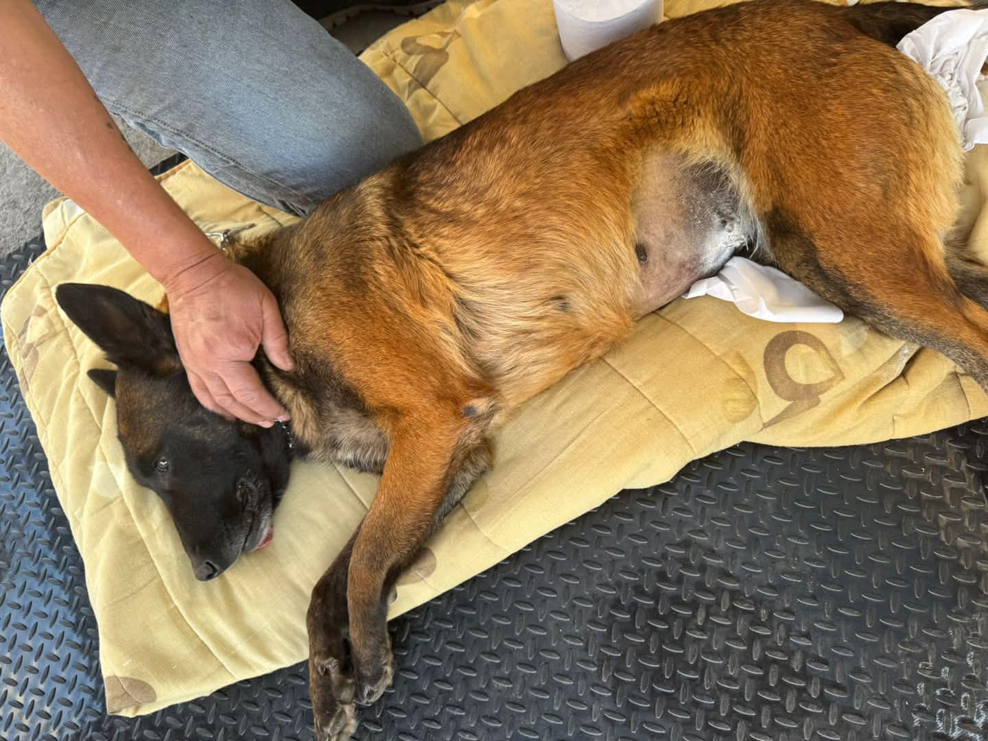 Texmelucan va por mil estetizaciones anuales para reducir perros en las calles