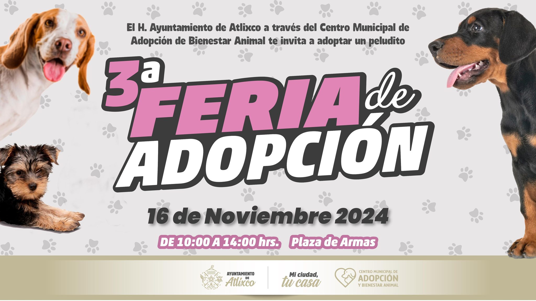 Alistan feria de adopción de peludito en Atlixco