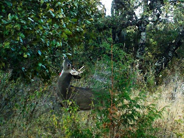 Cámaras de Medio Ambiente captan linces, venados, coatíes y coyotes en Puebla