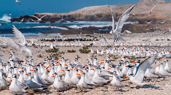 Sobrevivencia de aves marinas en riesgo por contaminación y depredadores