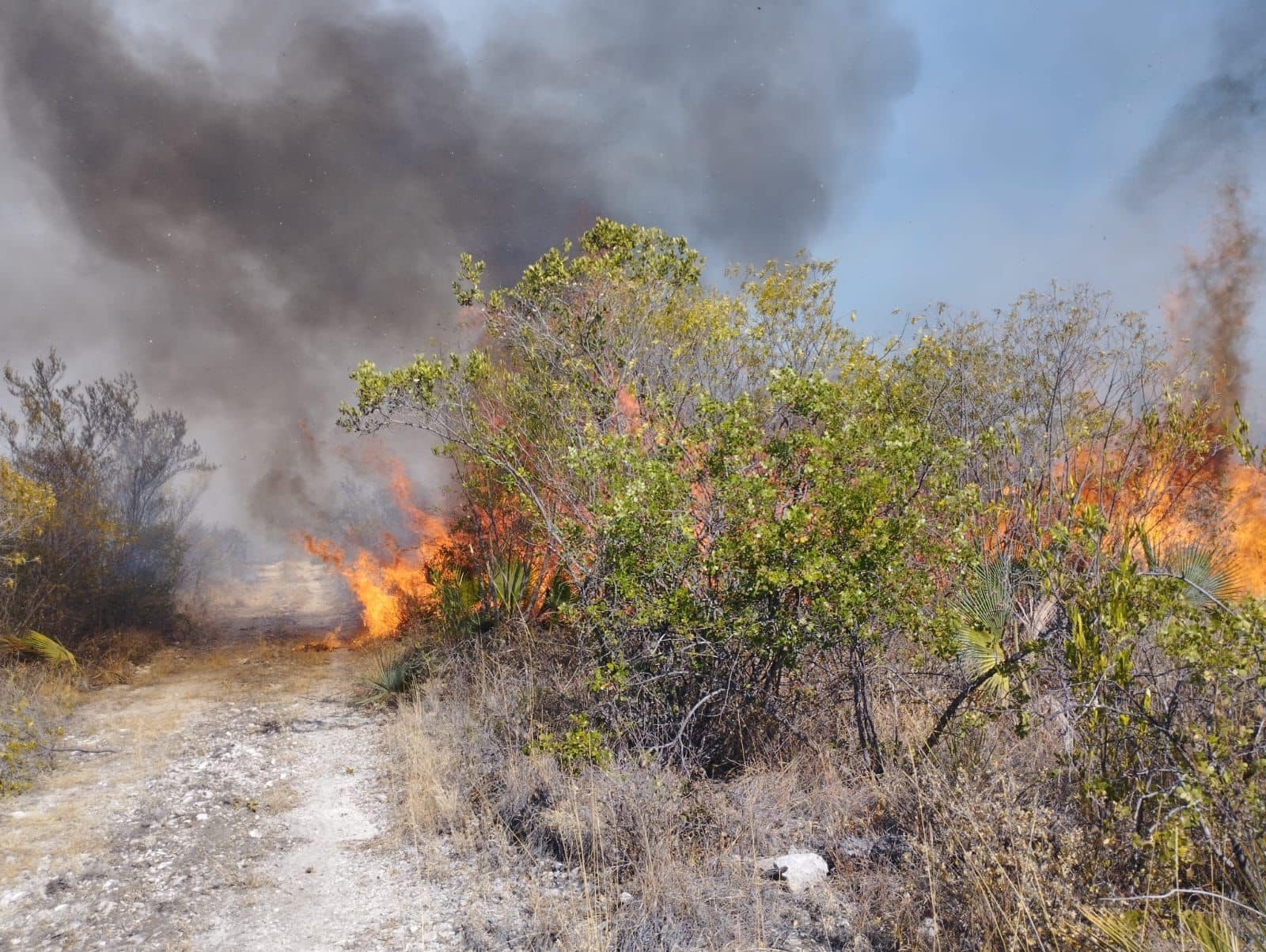 Se registra incendio forestal en la Mixteca