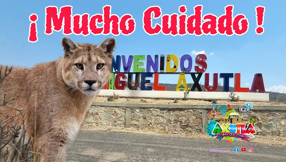 Por redes sociales alertan de presuntos avistamientos de pumas en la Mixteca