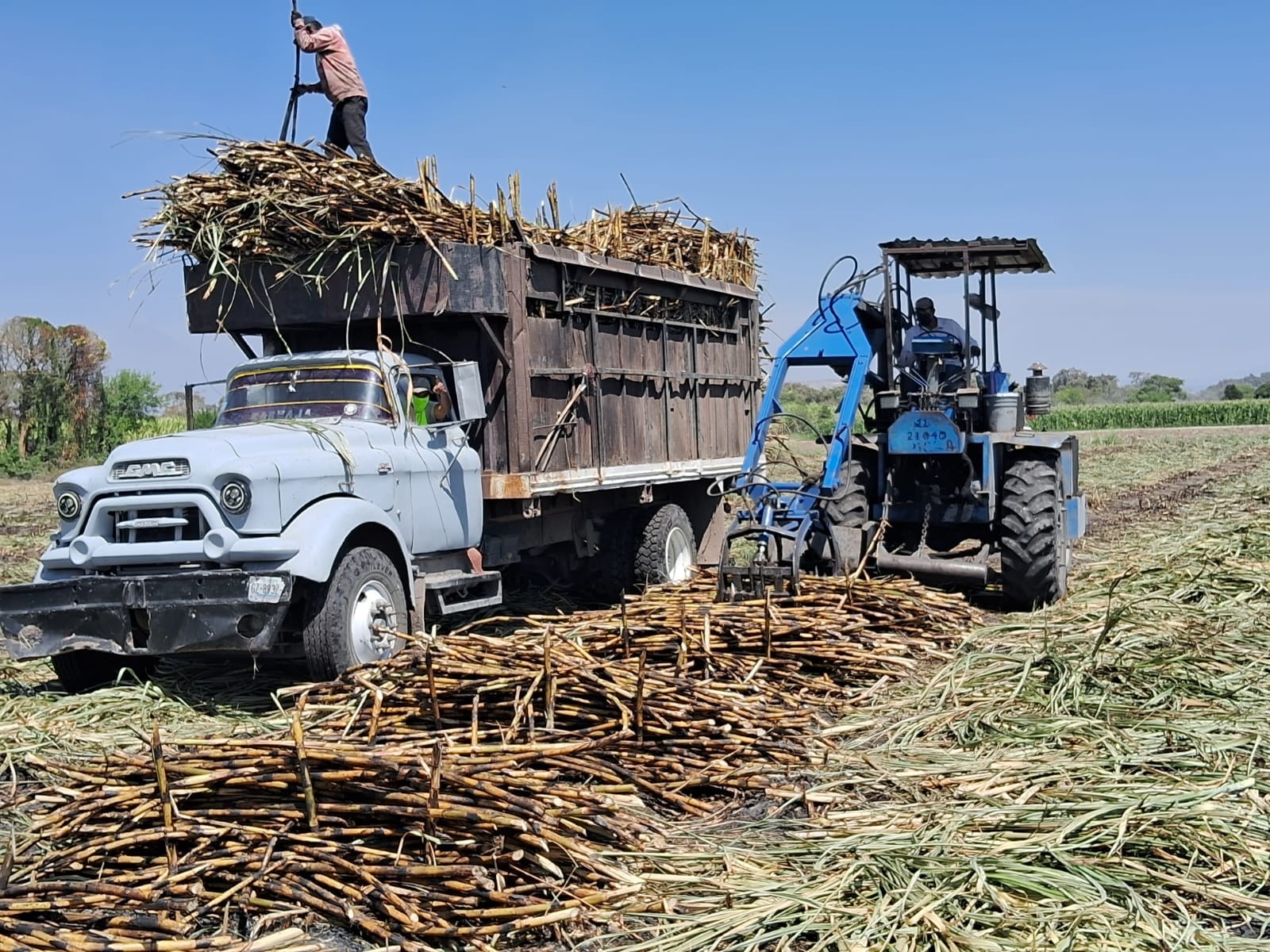 Saturación de azúcar en el mercado nacional afecta a los productores de caña de Chietla