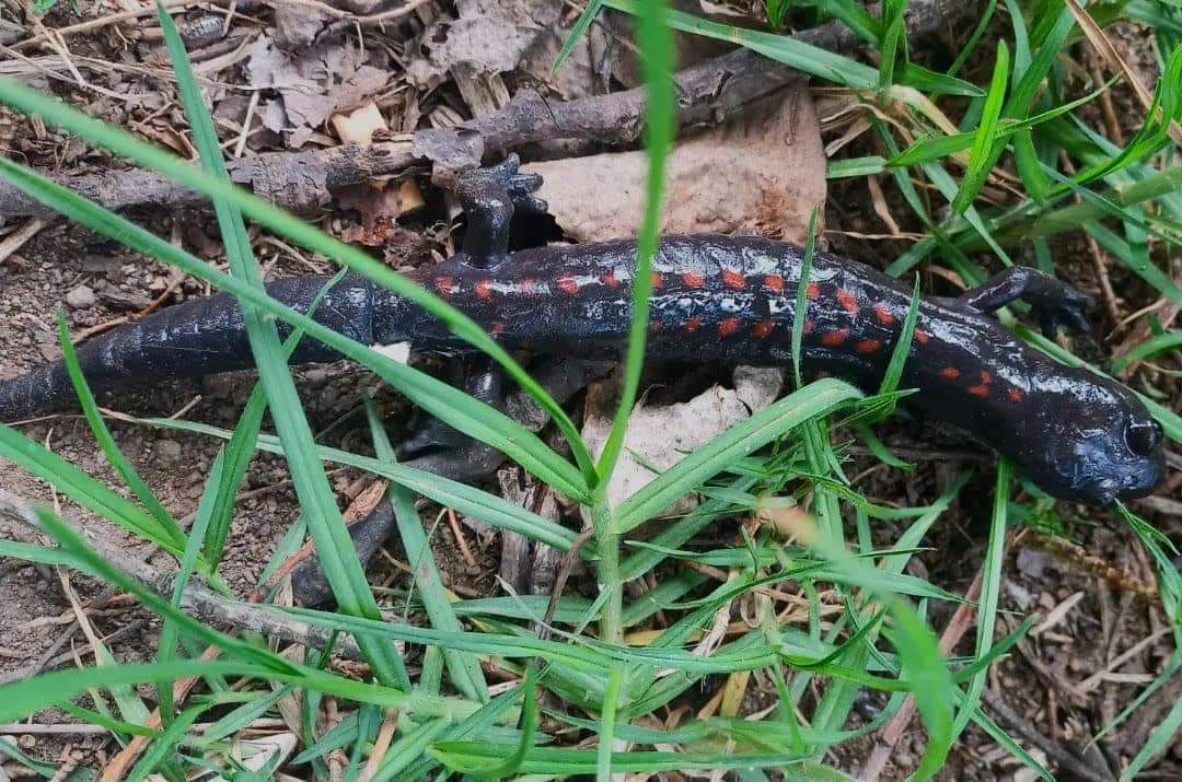 Descubren a la falsa salamandra gigante, especie en peligro de extinción