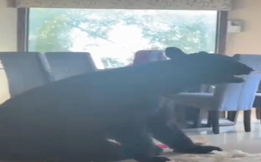 VIDEO Oso entra a casa en Nuevo León y arrasa con todo