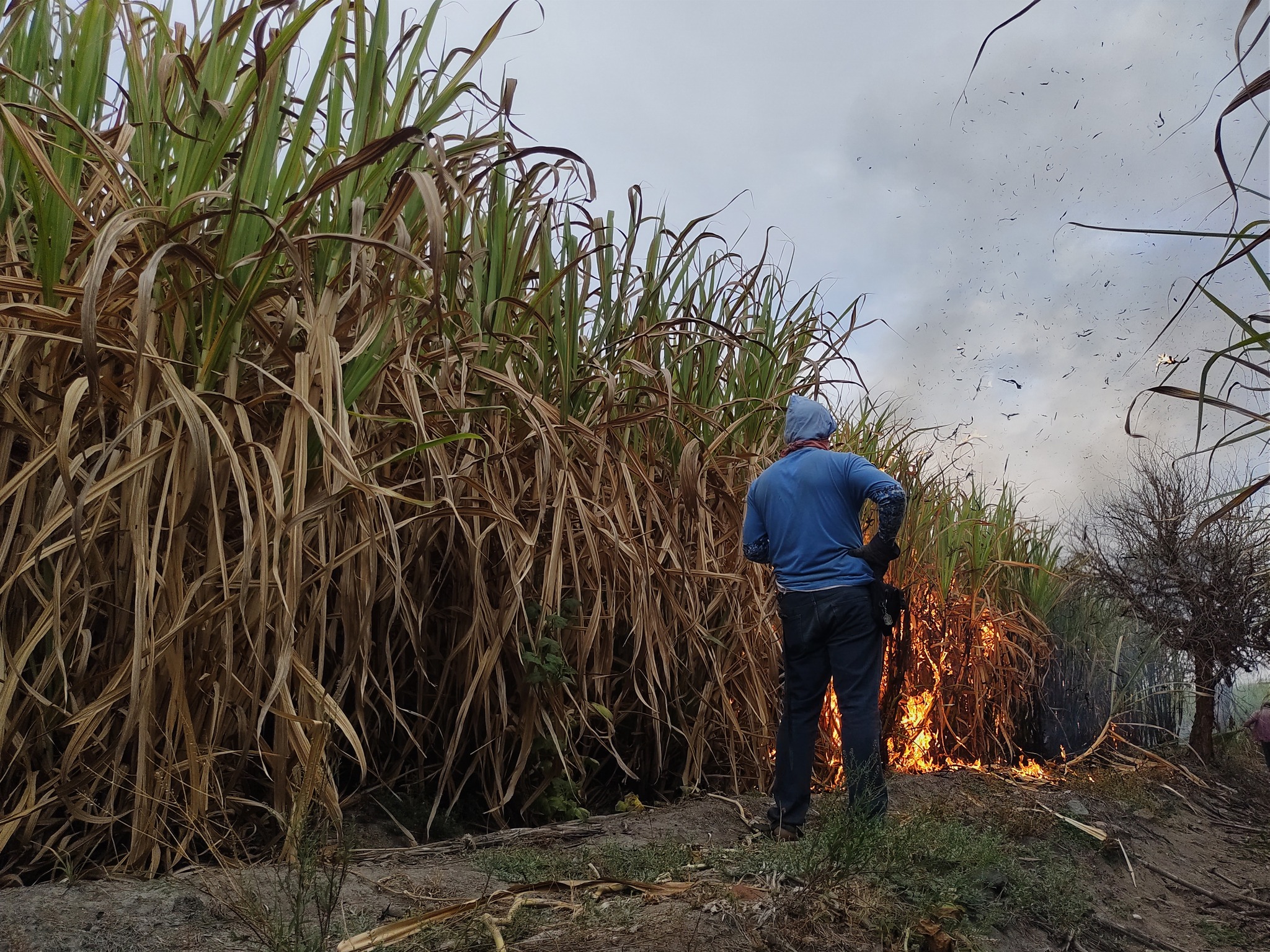 Ola de calor en la región sur de Puebla generó disminución de cortadores de caña