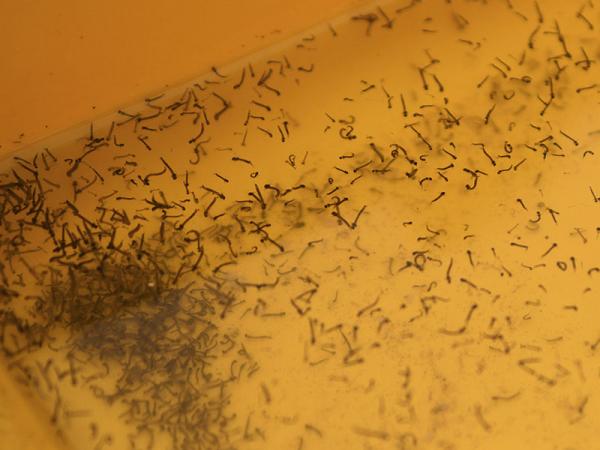 Reporta Salud 22 casos de dengue en las últimas 24 horas en Puebla