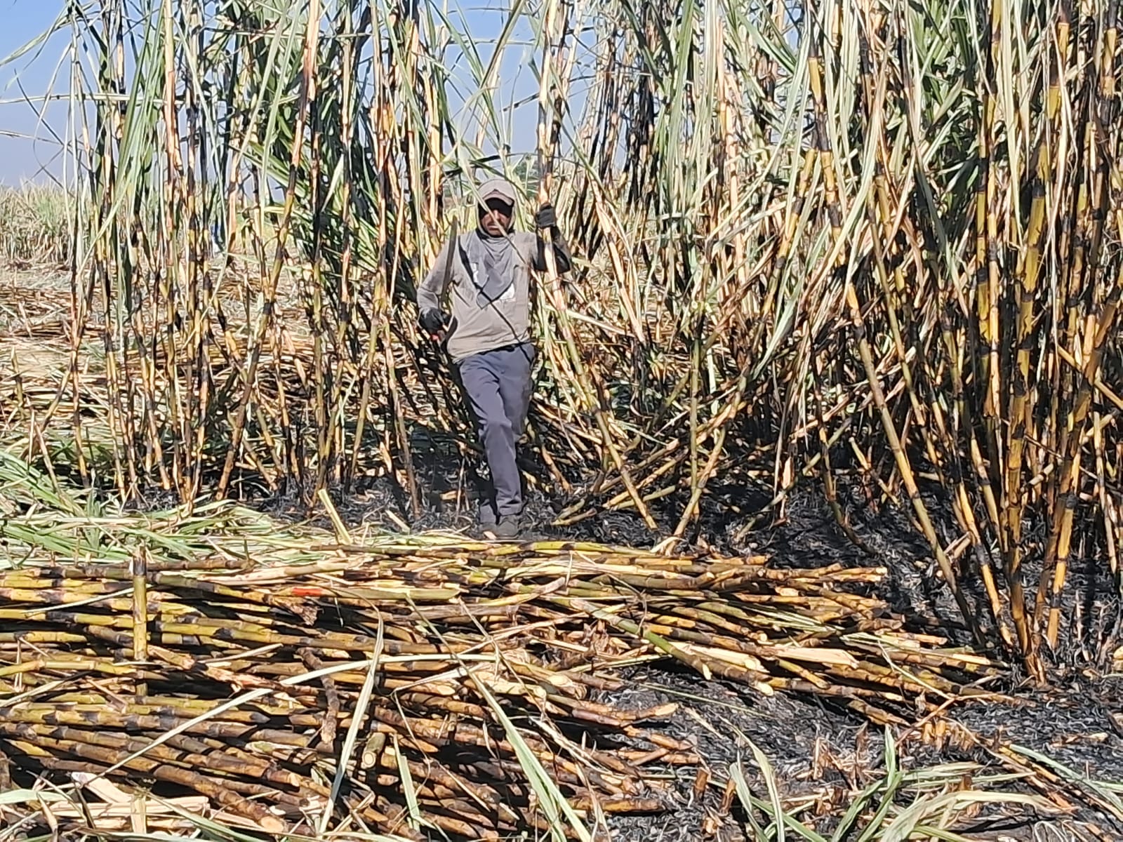 Cortadores del ejido de Atencingo exigen que les paguen su última semana de trabajo