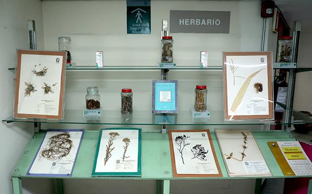 Herbario Medicinal del IMSS alberga más de 17 mil ejemplares