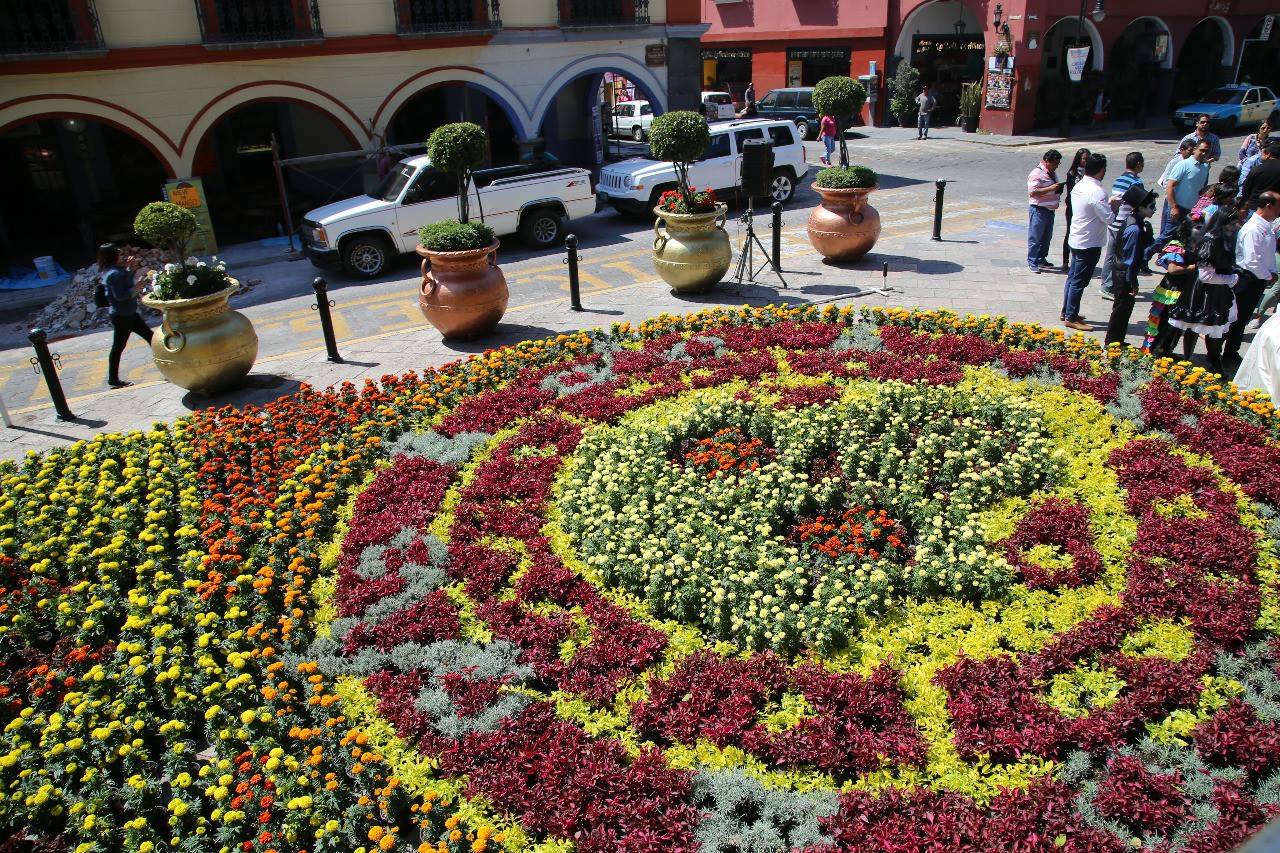 Más De 42 Mil Plantas Tiene El Tapete Monumental De Atlixco ...