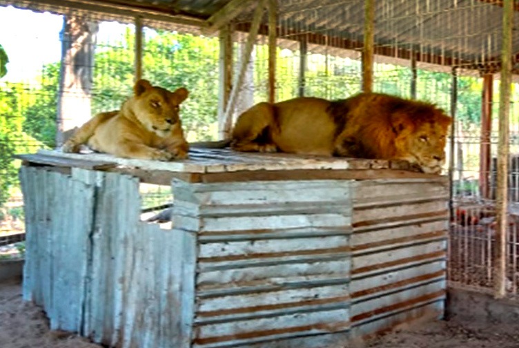 FOTOS Asegura FGR dos leones y 11 venados en inmuebles de Jalisco