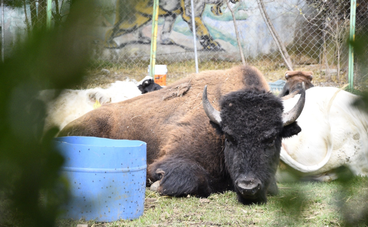 FOTOS Encuentran zoológico de presuntos socios del Cártel de Sinaloa