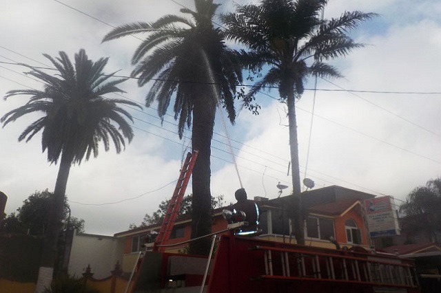 Incendio de palmera moviliza a Bomberos y Protección Civil de Xicotepec