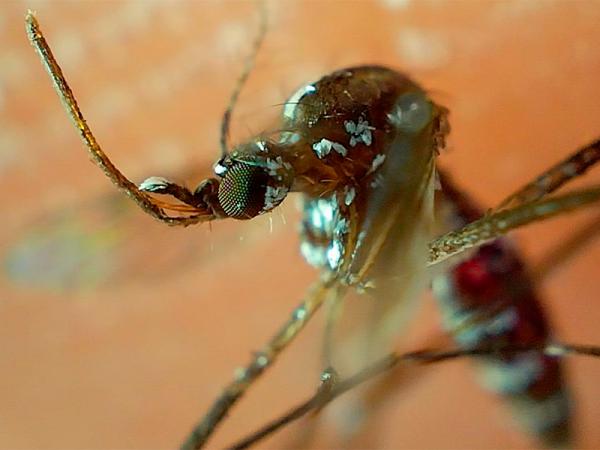 Secretaría de Salud presenta Plan Nacional contra Dengue