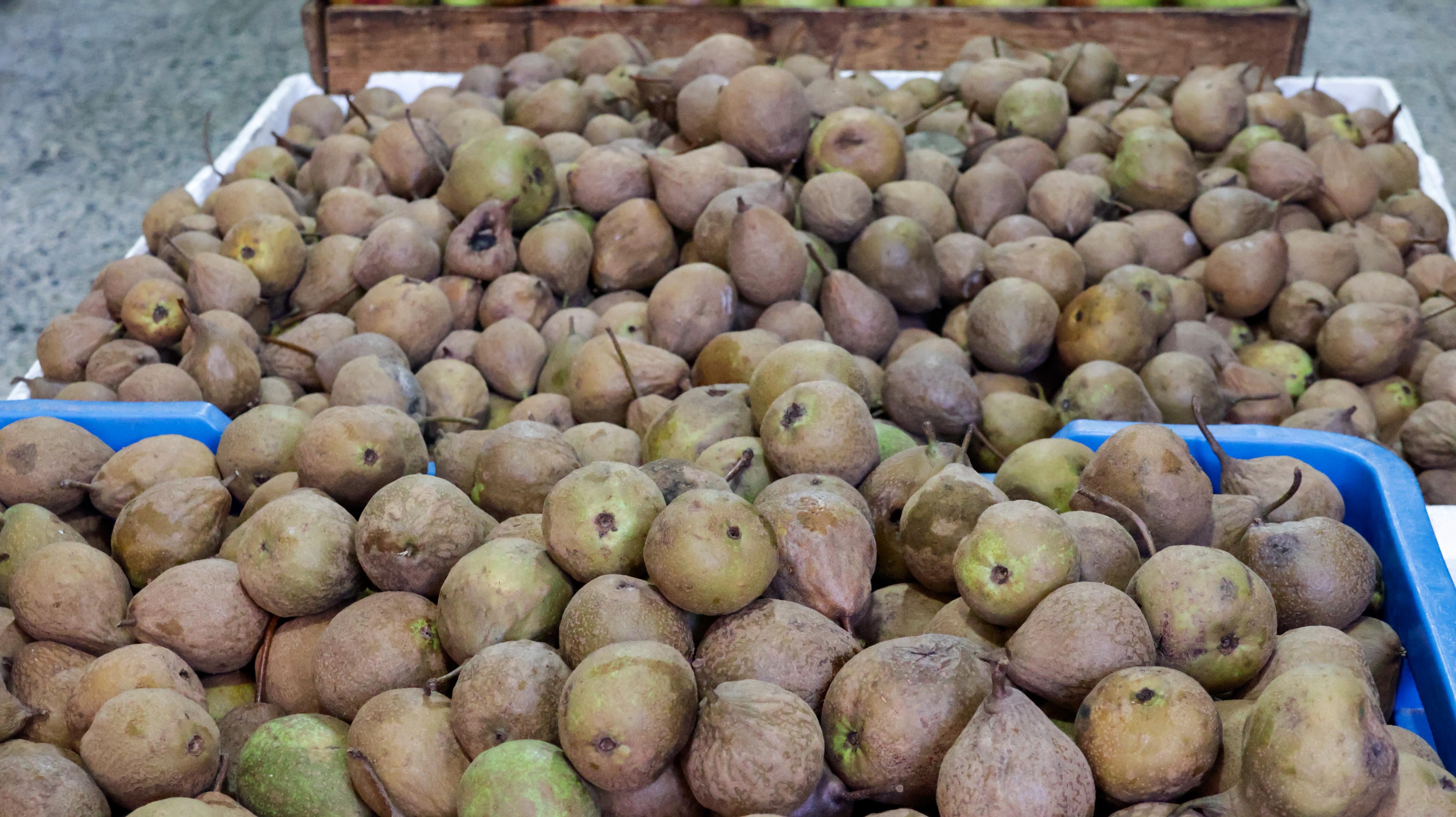Pera lechera, fruta clave en para la preparación de Chiles en Nogada