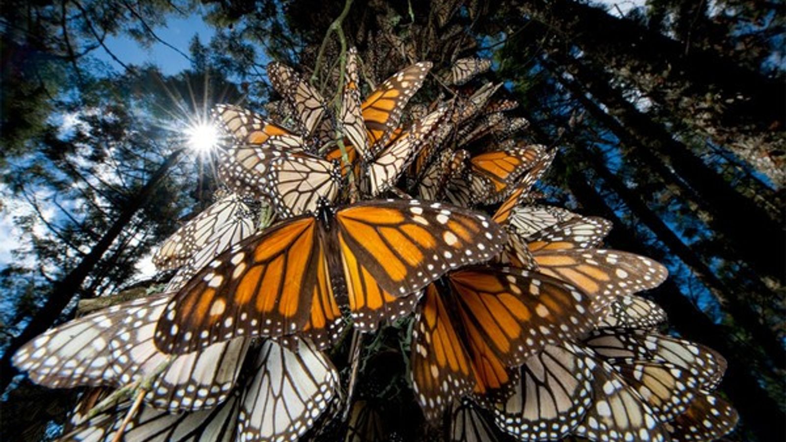 Mariposas Monarca llegan 10 días tarde a santuarios del Edomex y Michoacán