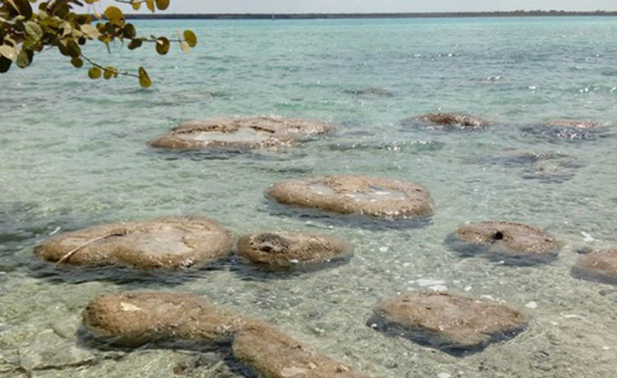 Daños en laguna de Bacalar pone en peligro arrecife más grande del mundo