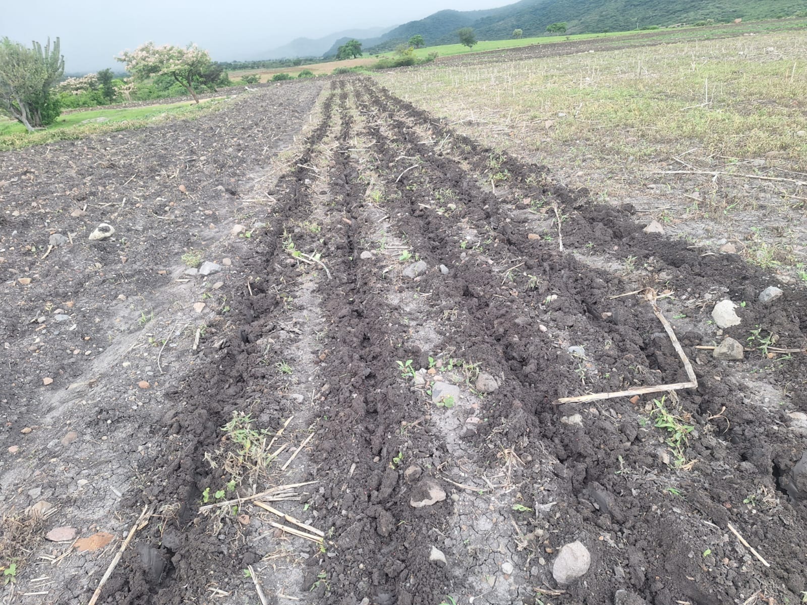 Intentan despojar de un terreno a una mujer de tercera edad en Tepexco