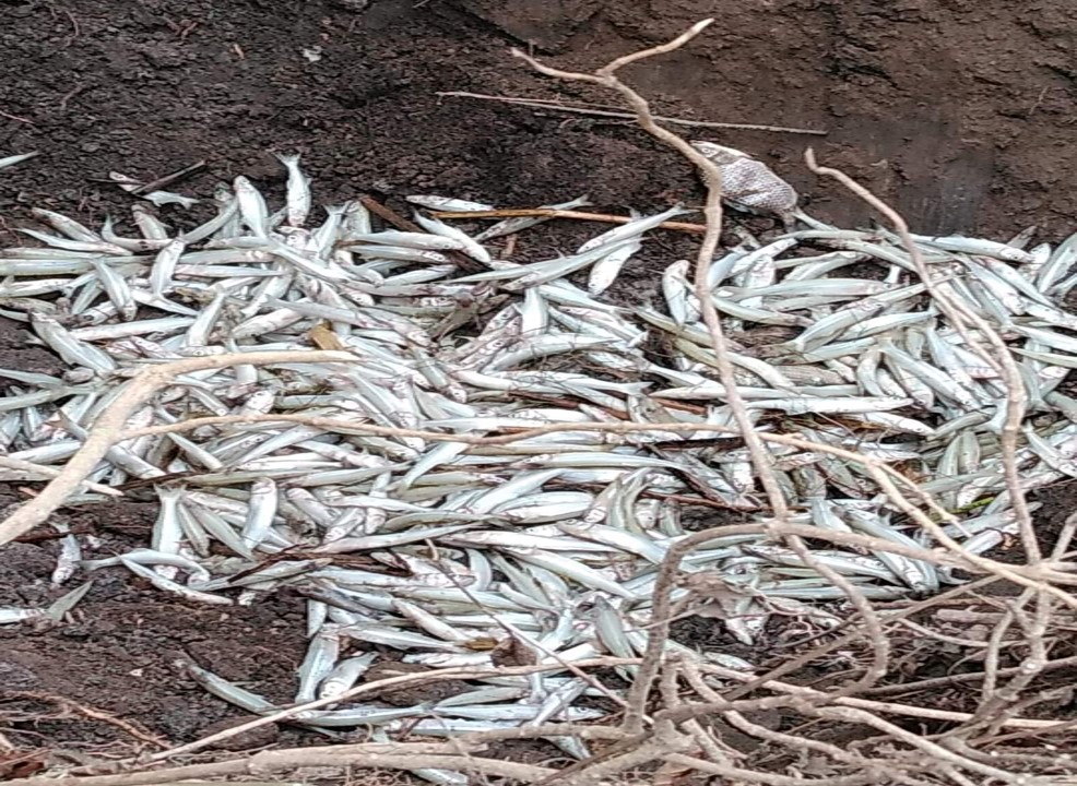 Conagua ya investiga muerte de peces en San Bernardino Lagunas