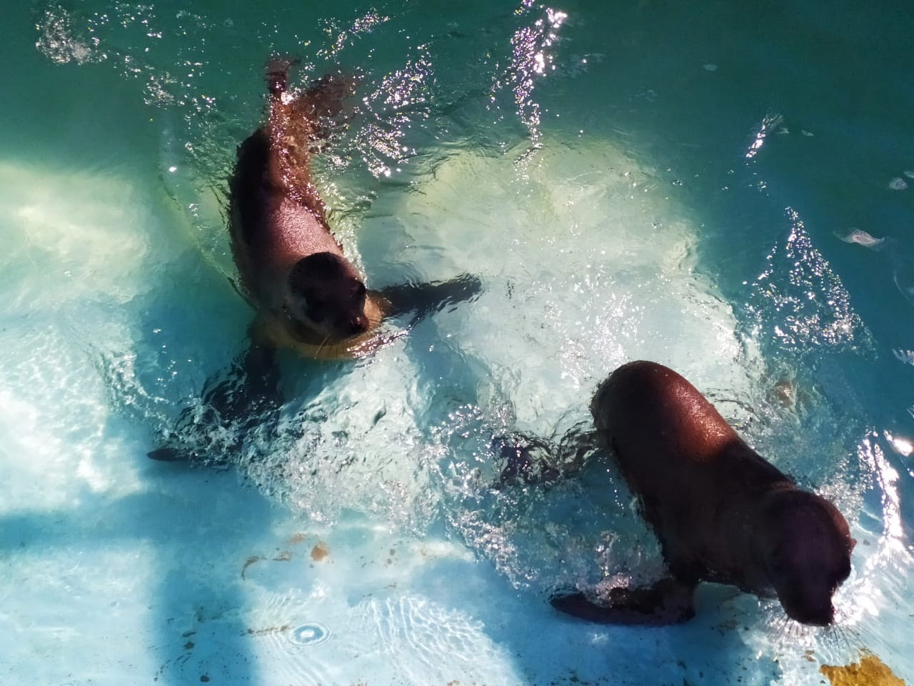 Empleado muere en el Zoológico de Chapultepec