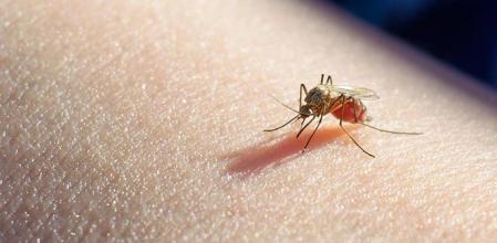 Reporta Salud ocho contagios por dengue en las últimas 24 horas