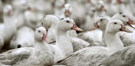Francia vacuna a patos contra gripe aviar para frenar brote