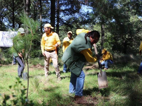 Destinará gobierno de Puebla 300 mil plantas a la Mixteca para reforestación