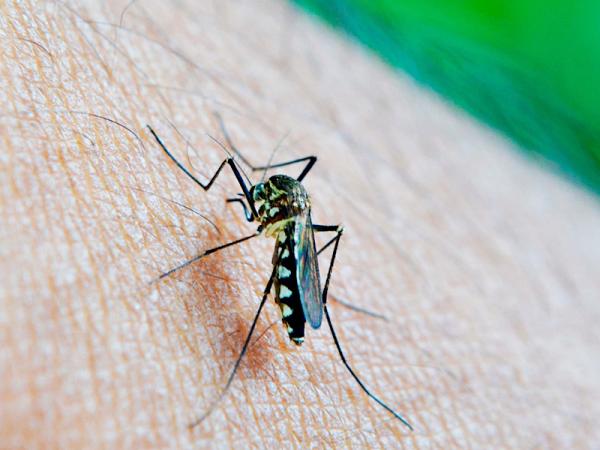 Puebla llega a 2,195 casos acumulados de dengue