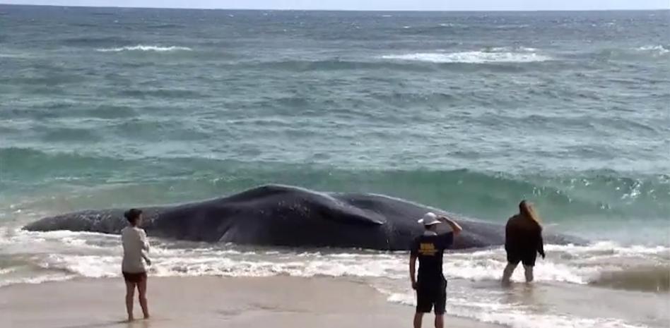 Aparece ballena muerte en Hawái; tenía en el estómago trampas para peses y plástico