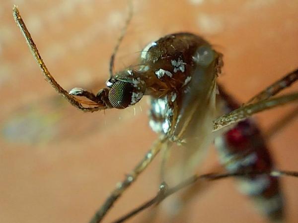 Puebla suma nueve personas más hospitalizadas por dengue