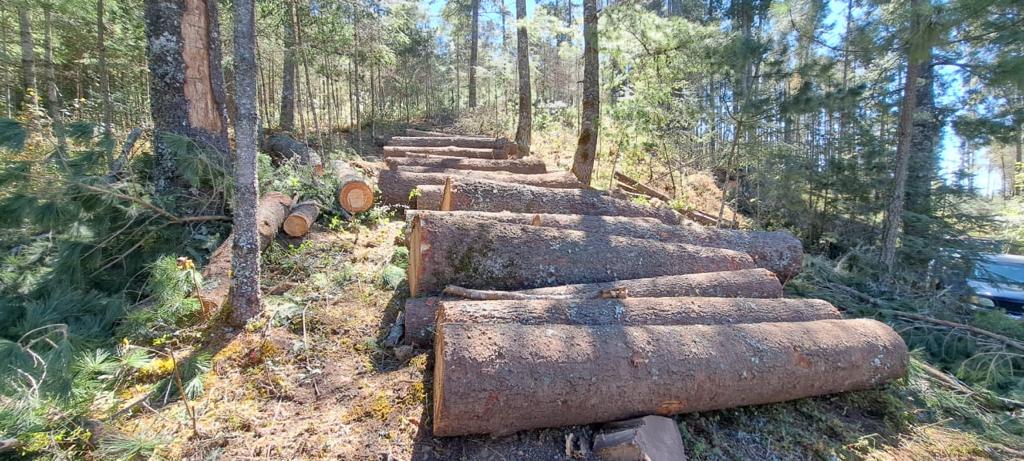 Pobladores exigen que cese tala ilegal de árboles en Ixtacamaxtitlán