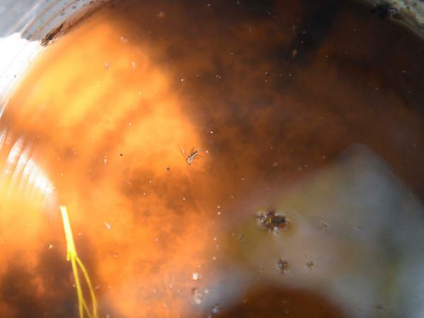 En últimas 24 horas, Puebla registra 10 casos de dengue: Salud