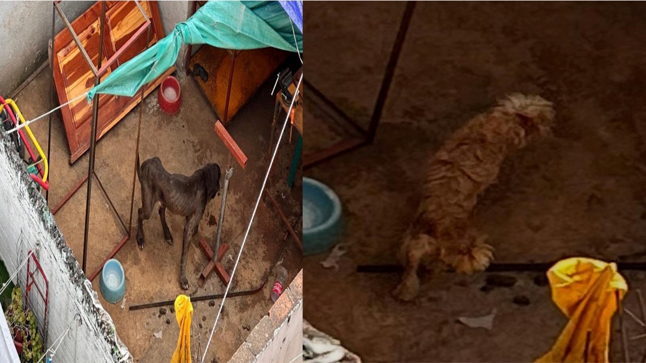 En huesos, así tienen a tres perritos en Loma Bella