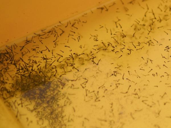 Reporta en Puebla 11 contagios por dengue y ya suman 669 casos