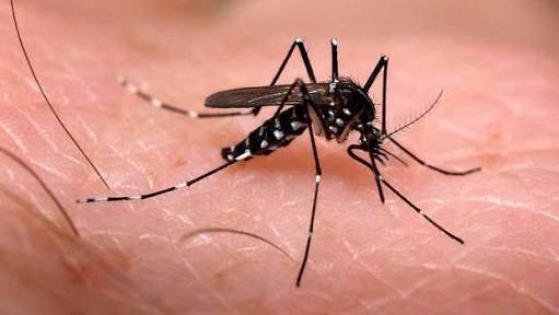Método contra el Dengue, Zika y Chikungunya llega a México