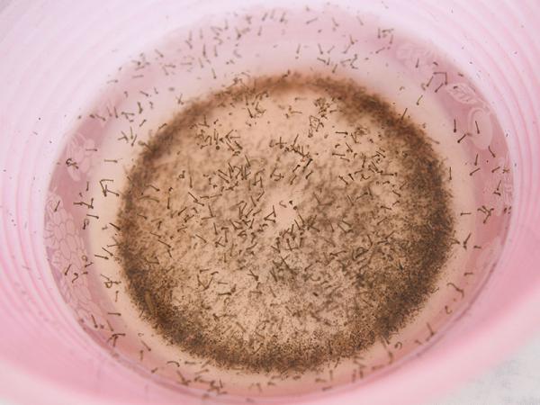 Acumula Puebla 2 mil 082 casos de dengue: Salud