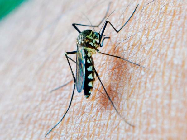 Reporta Salud mil 591 contagios por dengue en lo que va de 2024