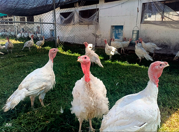 El pavo, una de las cenas tradicionales de Nochebuena, su consumo es bajo en México