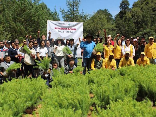 Gobierno de Puebla siembra un millón 600 mil árboles en la Sierra Norte