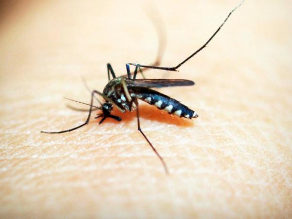 Puebla, sin registro de nuevos contagios ni defunciones por dengue