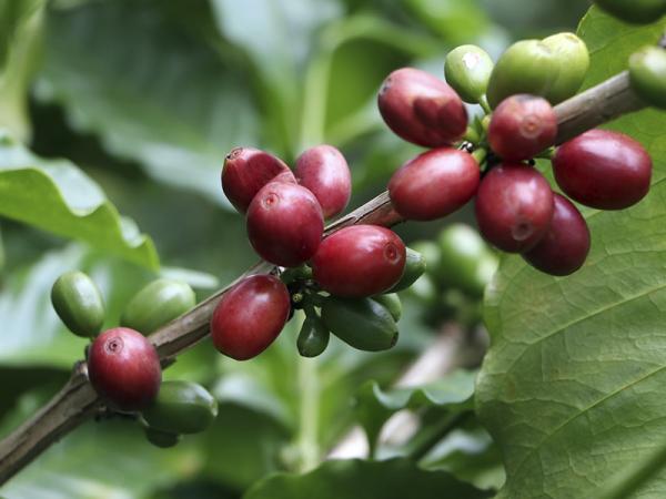 Inicia gobierno de Puebla muestreo para evaluar producción de café