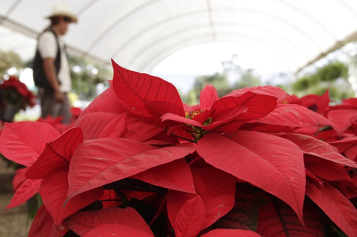 Puebla, cuarto lugar en producción de Nochebuena y árboles navideños